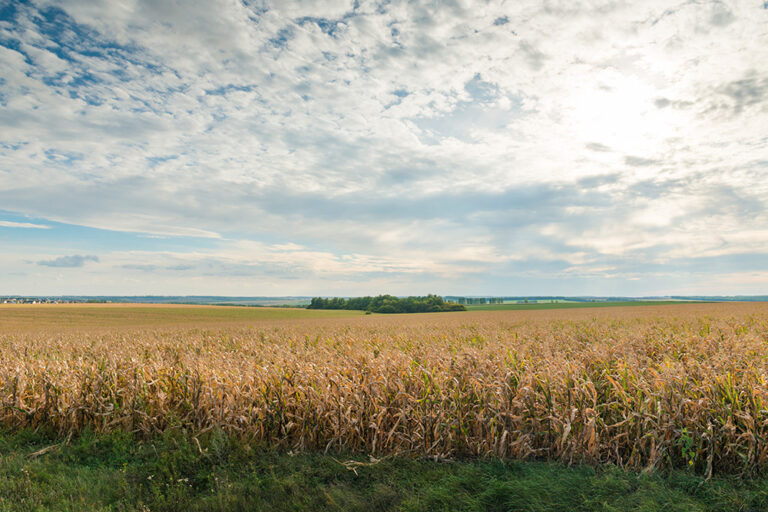 corn field